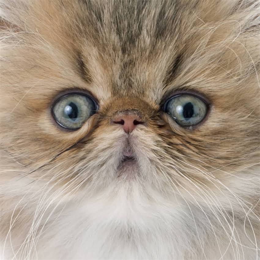 图片 猫咪发情期乱尿尿？3个科学方法快速止尿+预防复发2.jpg