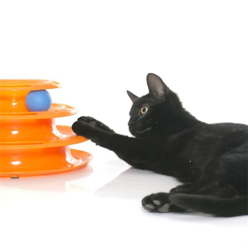 图片 猫咪发烧怎么办？5大症状鉴别法+科学降温指南（附体温参考值）.jpg