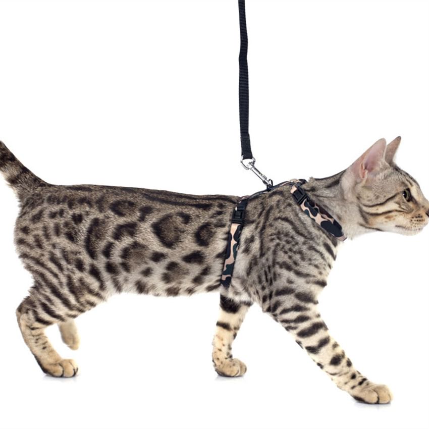 图片 猫咪口炎会传染人吗？深度症状对比与预防措施.jpg