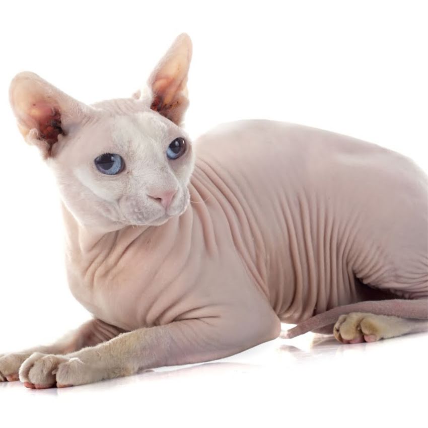 图片 猫咪只喝水不吃猫粮怎么办？5大原因+实用解决方法（附喂食指南）1.jpg