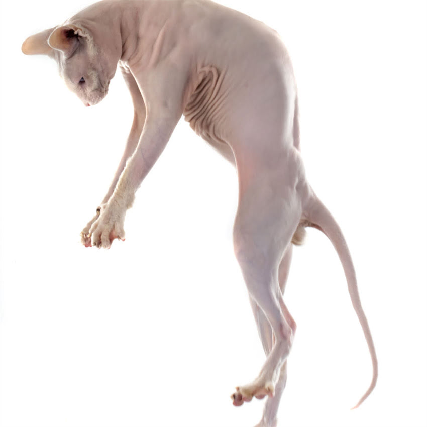 图片 猫咪只喝水不吃猫粮怎么办？5大原因+实用解决方法（附喂食指南）2.jpg