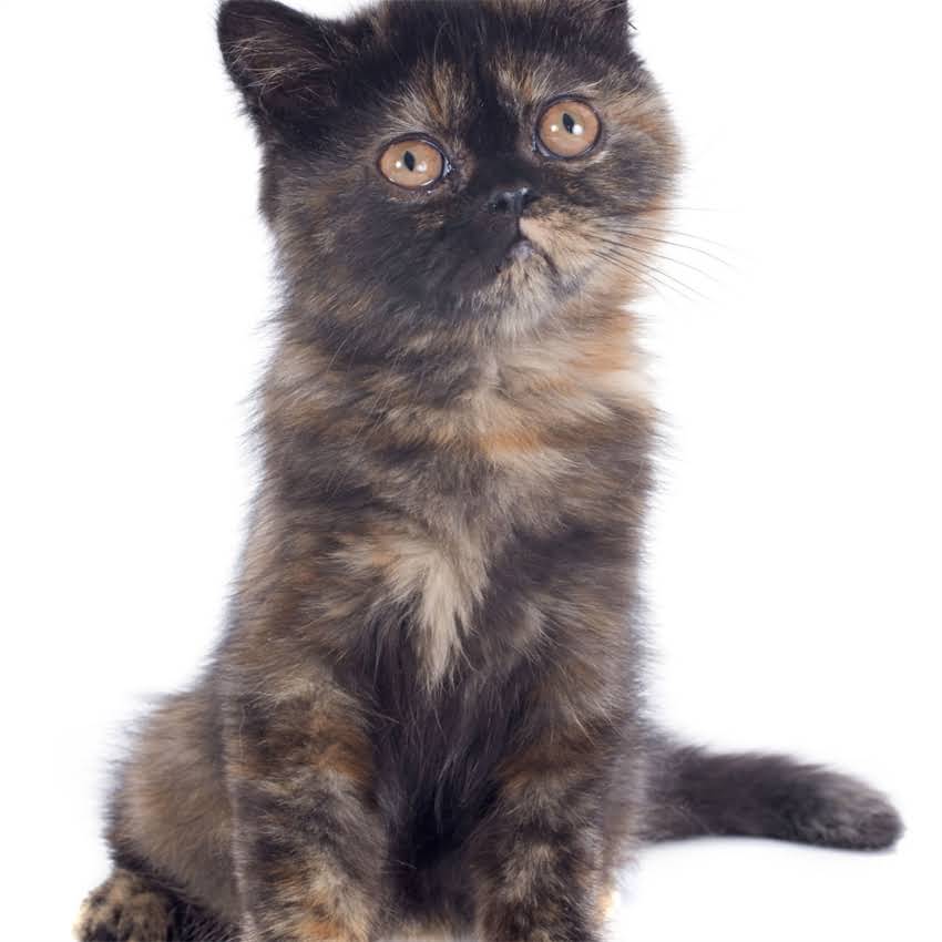 图片 猫咪可以吃鳕鱼吗？科学喂养指南与注意事项全.jpg