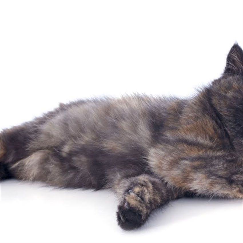 图片 猫咪可以吃鳕鱼吗？科学喂养指南与注意事项全1.jpg