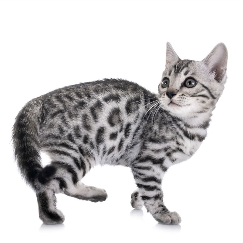 图片 猫咪可以喝什么水？5种适合猫咪饮水的建议及注意事项.jpg