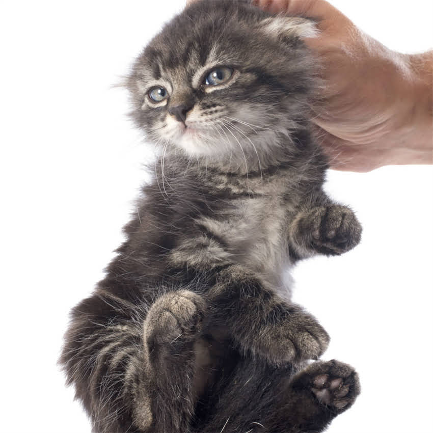 图片 猫咪可以喝什么水？5种适合猫咪饮水的建议及注意事项2.jpg