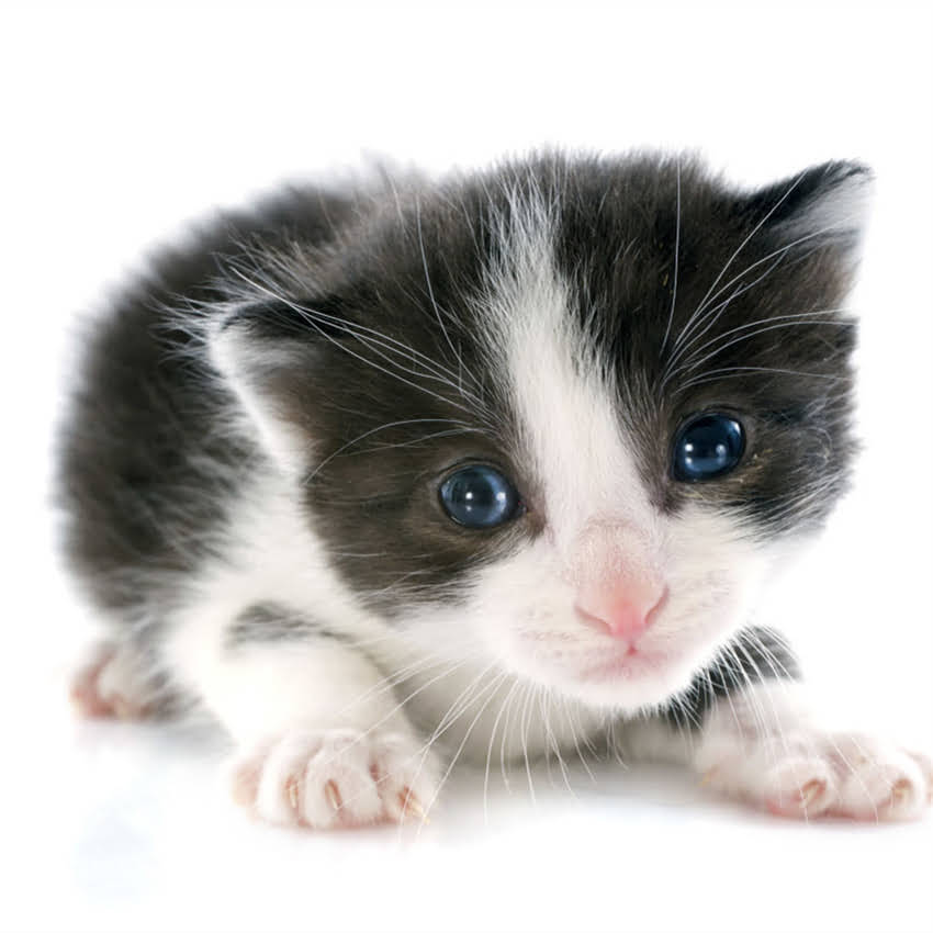 图片 猫咪吃了鸡肉就拉肚子怎么办？5大原因+4招解决方法（附食谱）.jpg