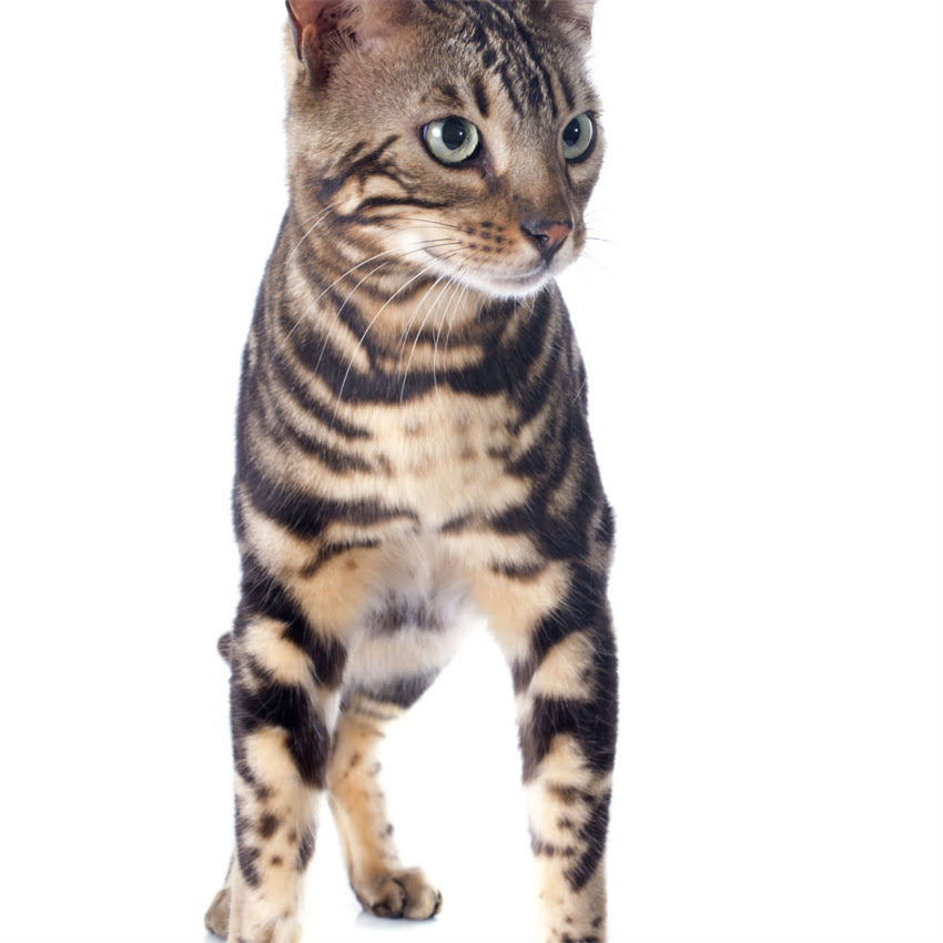 图片 猫咪吃了鸡肉就拉肚子怎么办？5大原因+4招解决方法（附食谱）1.jpg