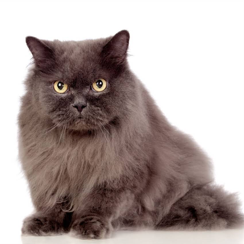 图片 猫咪吃完猫粮拉稀怎么办？5大原因及科学应对措施（附饮食调整方案）2.jpg