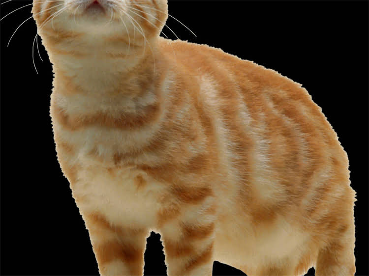 图片 猫咪吃猫粮不喝水怎么办？5个科学方法让挑食猫咪爱上喝水.jpg