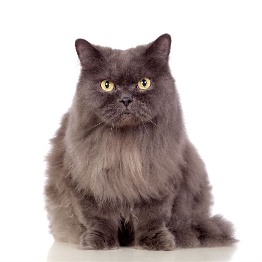 图片 猫咪吃猫粮不喝水怎么办？5个科学方法让挑食猫咪爱上喝水1.jpg