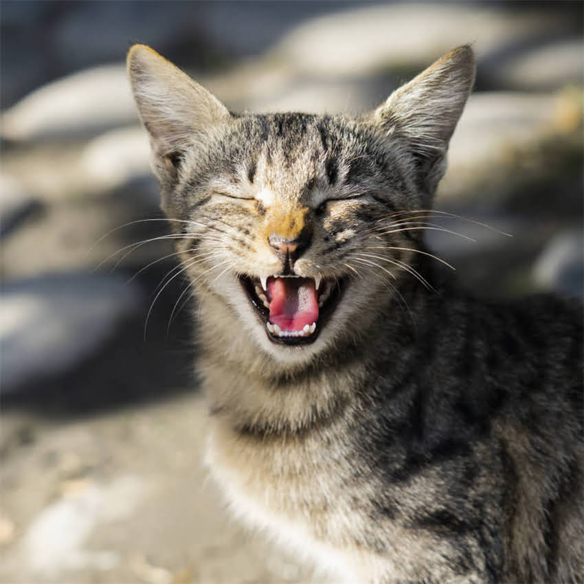 图片 猫咪吐出黑色呕吐物怎么办？专业解读8大原因及应对指南.jpg