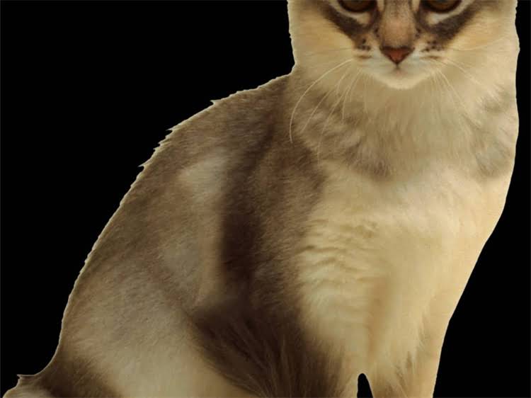 图片 猫咪呕吐拉稀吐水怎么办？紧急处理+预防措施全攻略（附症状自检清单）1.jpg