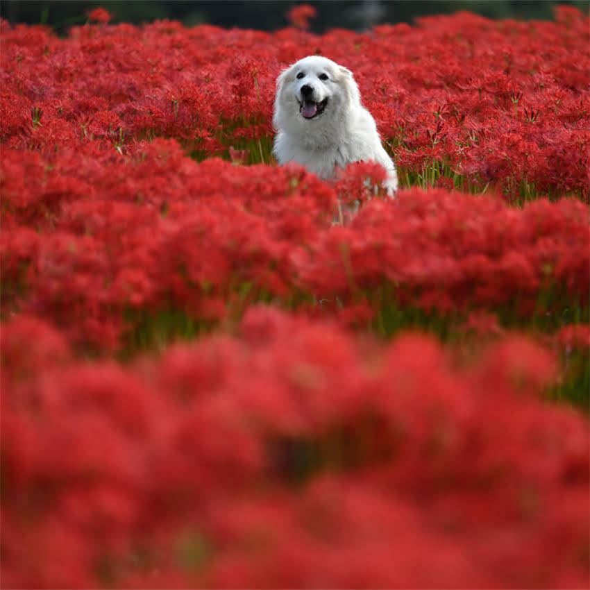 图片 猫咪呕吐拒食怎么办？专业兽医教你三步排查病因及应对措施（附饮食调理方案）2.jpg