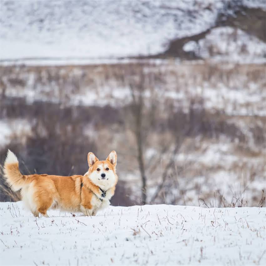 图片 猫咪嘴角溃疡的罪魁祸首：猫粮选择不当与家庭护理误区全1.jpg