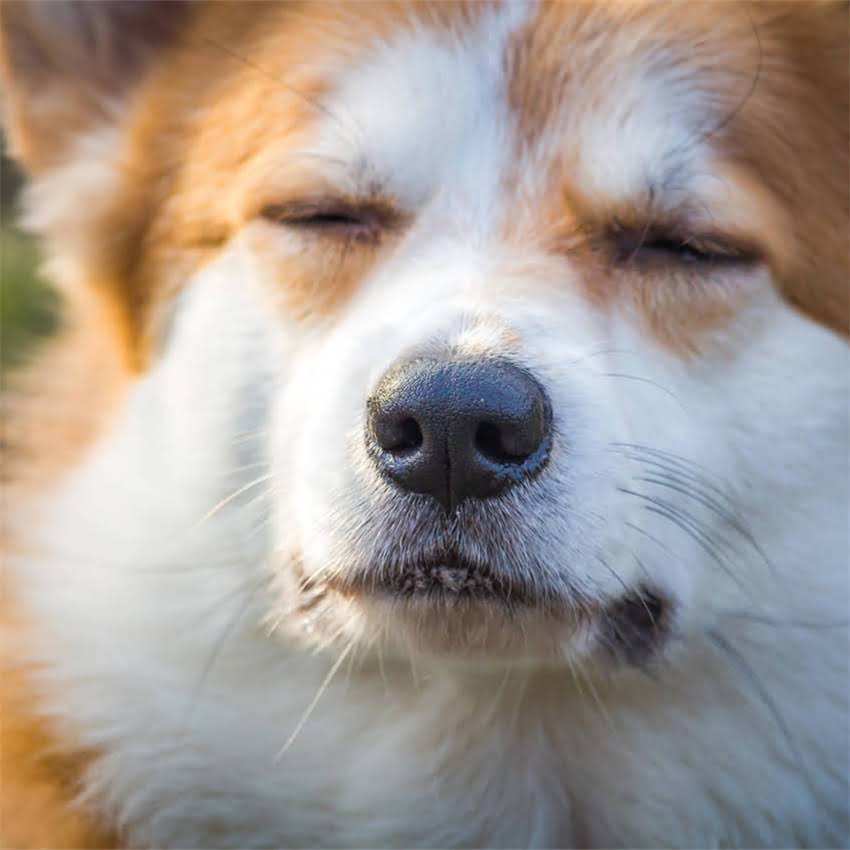 图片 猫咪夏天不爱吃猫粮怎么办？5大原因+解决方案全｜夏季养猫必备指南.jpg