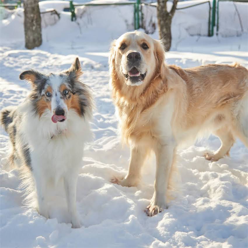 图片 猫咪多大需要化毛？科学化毛期时间表+护理全攻略（附产品推荐）1.jpg