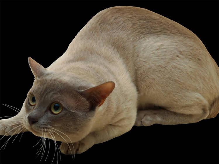 图片 猫咪子宫卵巢健康全：母猫生殖系统解剖与疾病预防指南.jpg