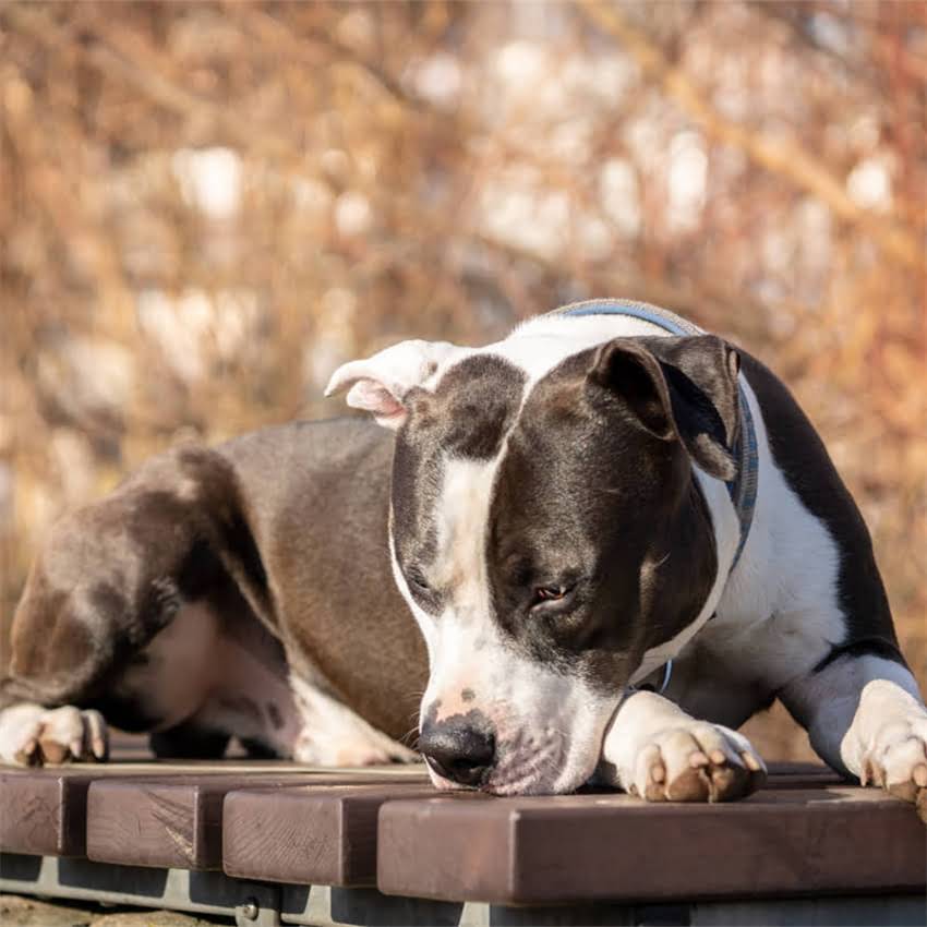 图片 猫咪寿命有多长？科学养猫指南揭示延长寿命的秘诀1.jpg