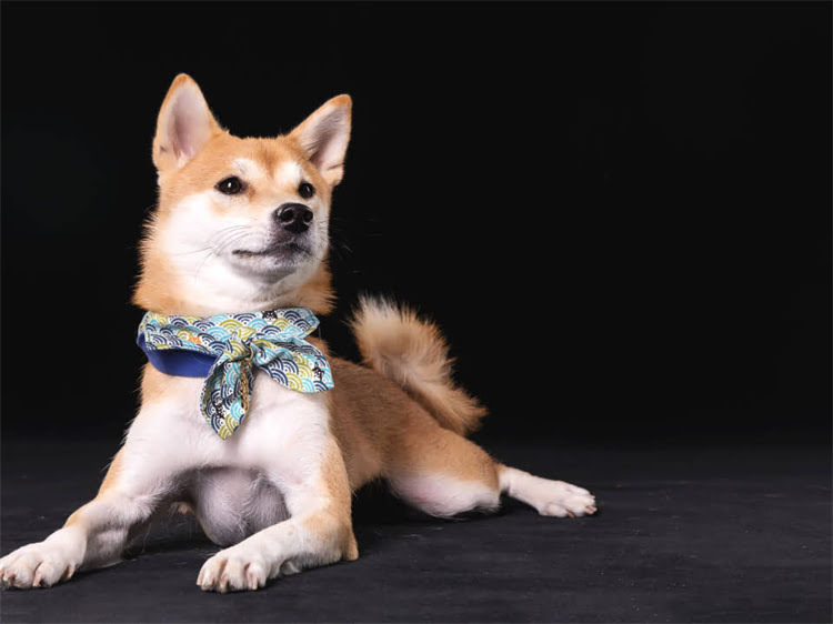 图片 猫咪寿命有多长？科学养猫指南揭示延长寿命的秘诀2.jpg