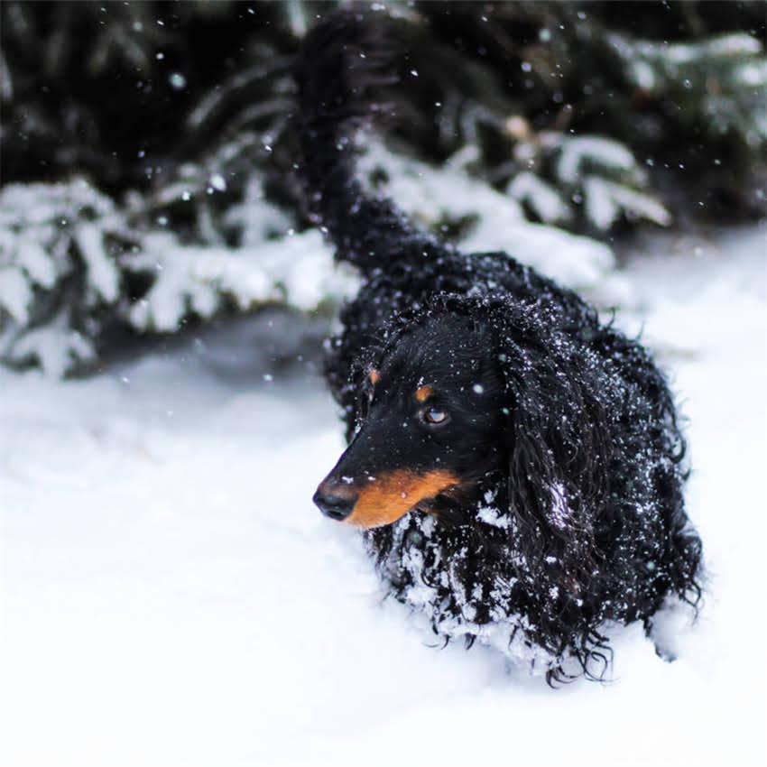 图片 猫咪小便失禁怎么办？5大原因+7天护理指南，养猫人必看.jpg