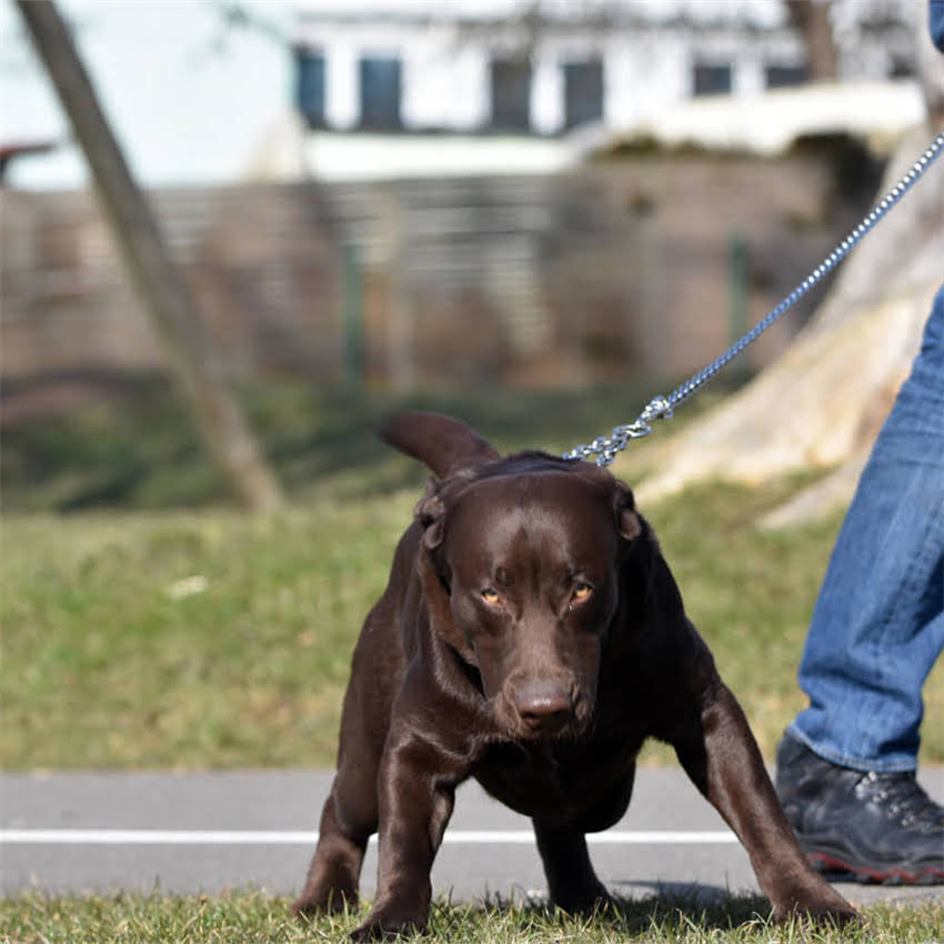 图片 猫咪小便失禁怎么办？5大原因+7天护理指南，养猫人必看1.jpg