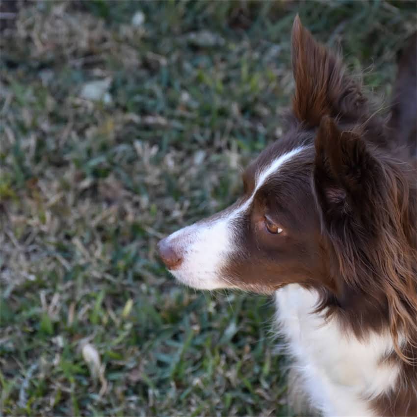 图片 猫咪小便失禁怎么办？5大原因+7天护理指南，养猫人必看2.jpg