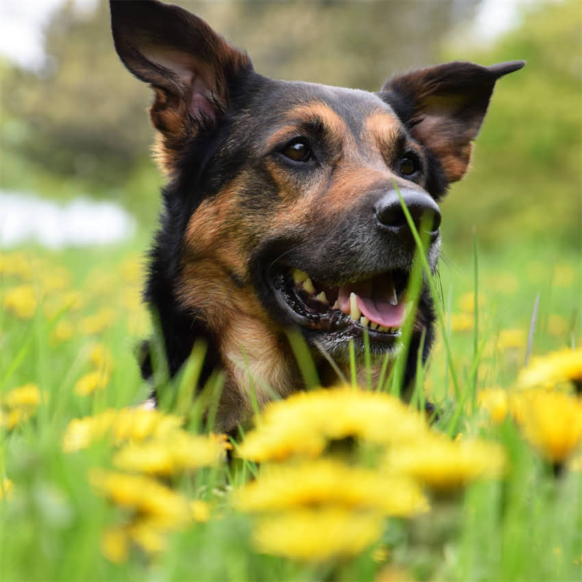 图片 猫咪弓形虫全攻略：5大有效方法+日常预防指南，彻底清除隐患.jpg