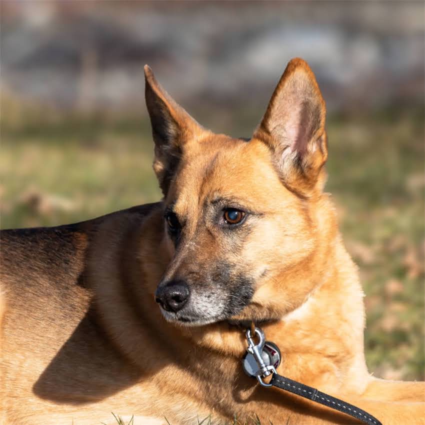 图片 猫咪弓形虫全攻略：5大有效方法+日常预防指南，彻底清除隐患2.jpg