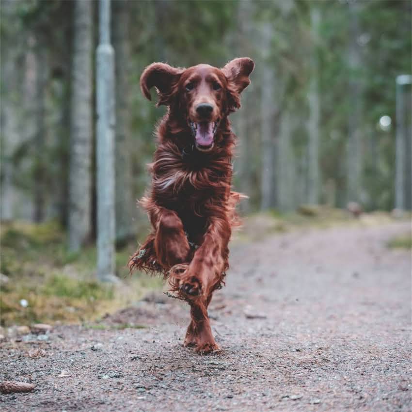 图片 猫咪必须接种的疫苗有哪些？全面疫苗必要性及接种注意事项1.jpg
