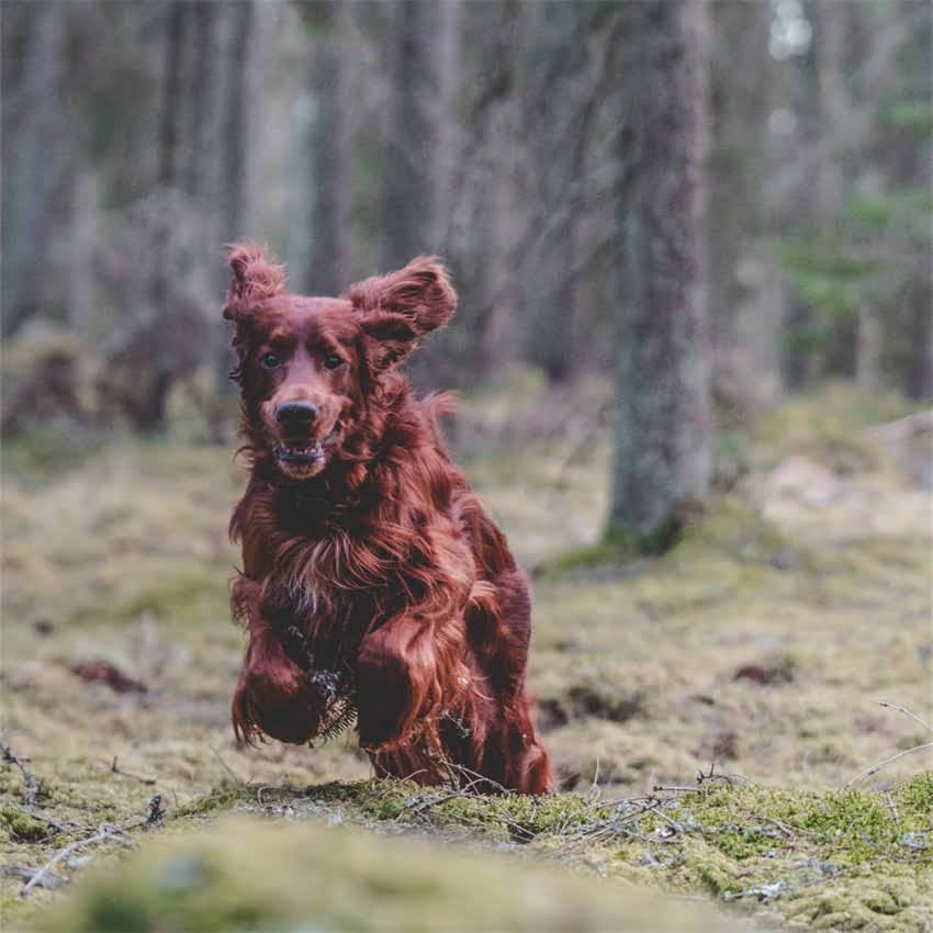 图片 猫咪必须接种的疫苗有哪些？全面疫苗必要性及接种注意事项2.jpg