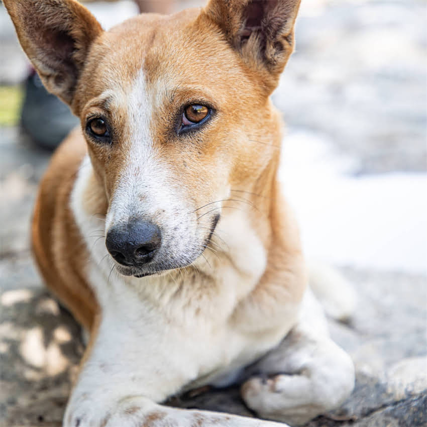 图片 猫咪怀孕全攻略：科学养护指南与关键注意事项（附产前产后全流程）2.jpg