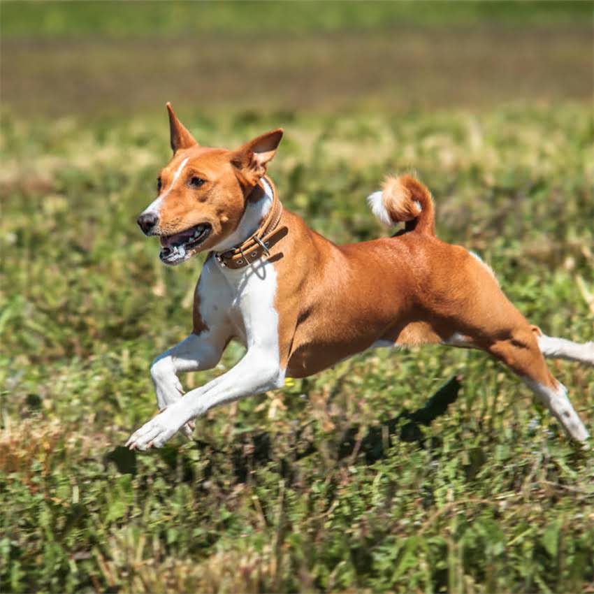 图片 猫咪怀孕后出血怎么办？5大原因+专业应对指南，新手妈妈必看！1.jpg