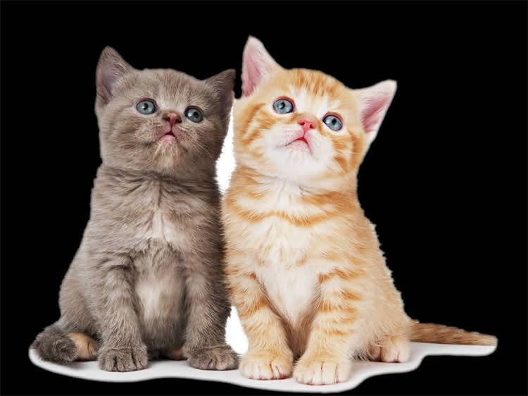 图片 猫咪总爱发呆？5大科学原因！如何理解它们的灵魂出窍时刻2.jpg