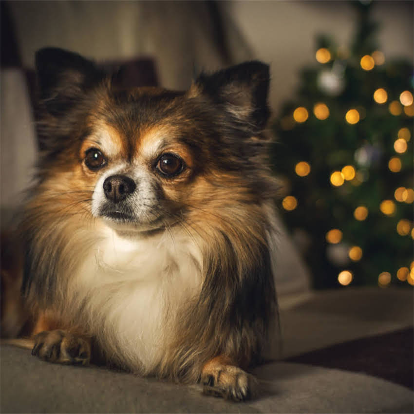 图片 猫咪慢性支气管炎症状危害大！科学治疗+家庭护理全攻略（附用药指南）2.jpg