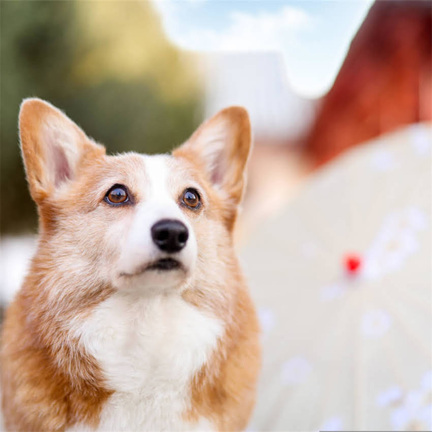 图片 猫咪打完疫苗后呼吸急促怎么办？紧急处理指南与常见误区（附专业兽医建议）1.jpg