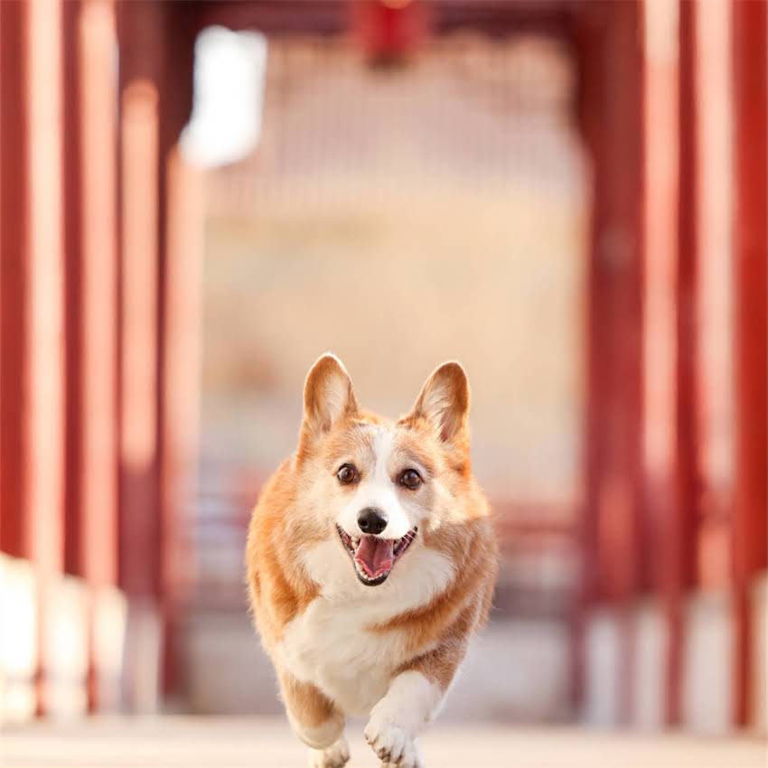 图片 猫咪打完疫苗后呼吸急促怎么办？紧急处理指南与常见误区（附专业兽医建议）2.jpg