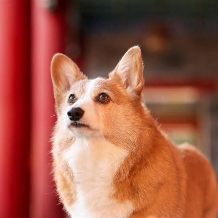 图片 猫咪打完疫苗后食欲不振怎么办？5个科学应对措施及饮食调整指南2.jpg