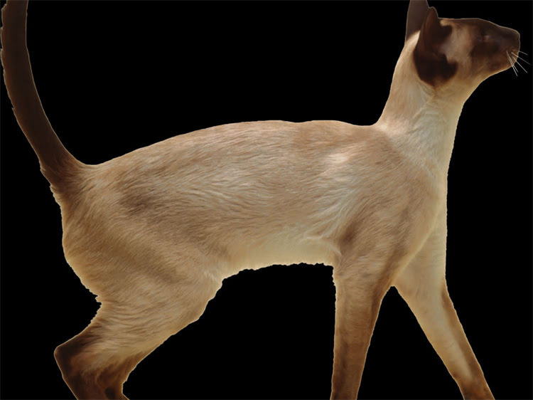 图片 猫咪打针费用全：3大疫苗类型+接种流程+避坑指南（附价目表）2.jpg