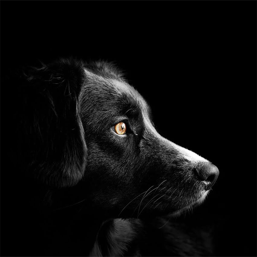 图片 猫咪抓沙发怎么办？3步训练+5种妙招彻底解决抓挠问题2.jpg