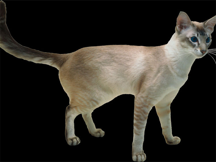 图片 猫咪拉稀拉血怎么办？3步紧急处理+7大常见病因全1.jpg