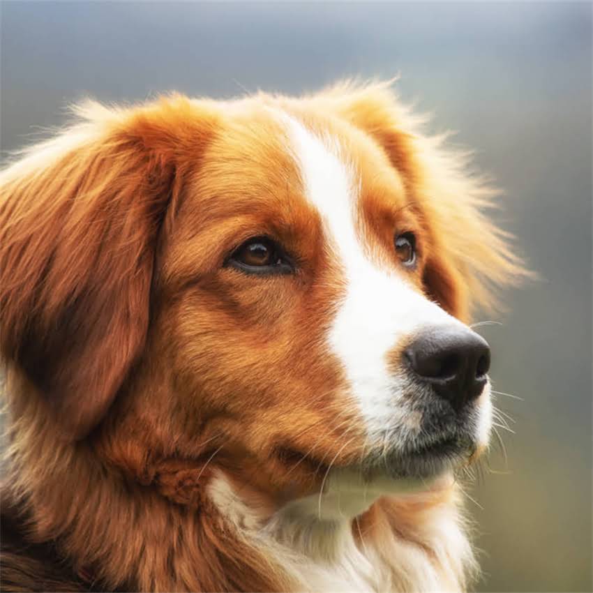 图片 猫咪拉绿色稀屎的8大原因及紧急处理指南：养猫必看的健康警示手册1.jpg