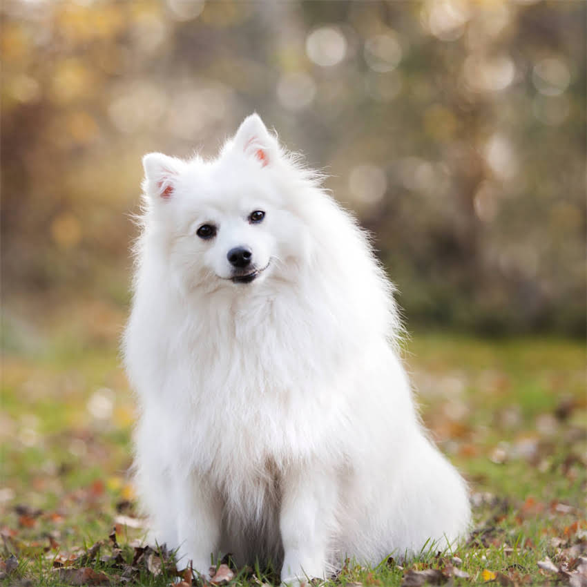 图片 猫咪挑食只吃鸡肝不吃猫粮？科学喂养指南与营养搭配全1.jpg