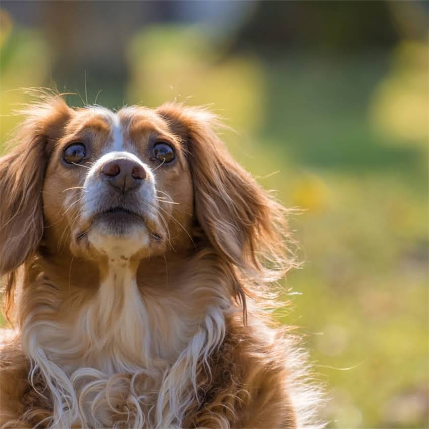 图片 猫咪换猫粮后持续腹泻怎么办？3天科学调理法+换粮禁忌全2.jpg