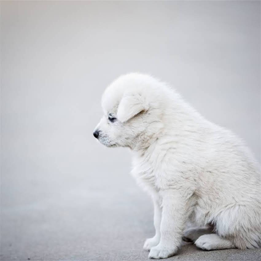 图片 猫咪换粮后吐了几天怎么办？5个紧急处理步骤+长期换粮攻略.jpg