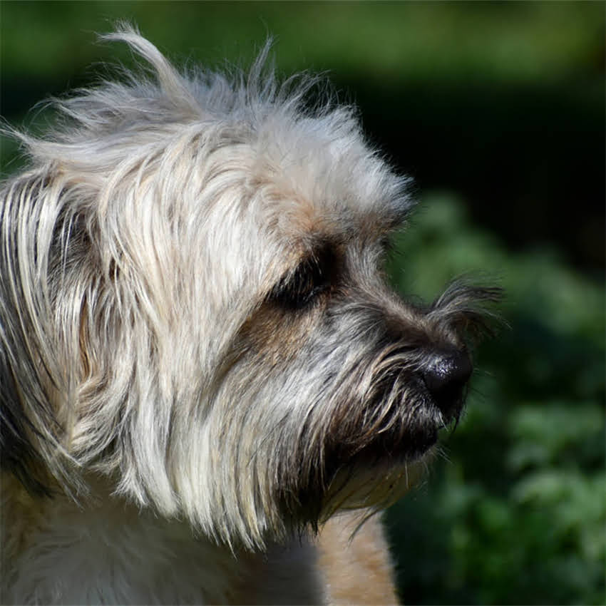 图片 猫咪换粮后吐了几天怎么办？5个紧急处理步骤+长期换粮攻略2.jpg