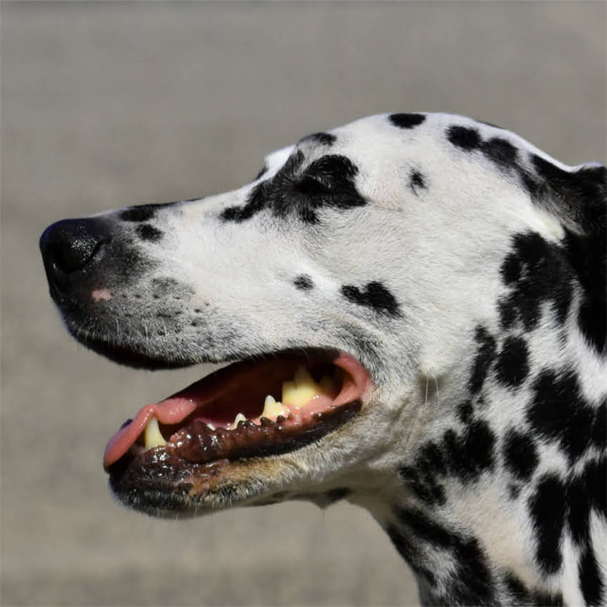 图片 猫咪换粮后呕吐不止？3步教你正确换粮避免肠胃问题1.jpg