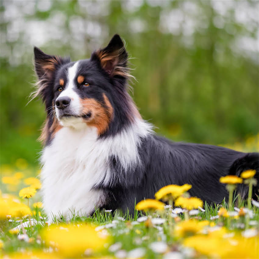 图片 猫咪换粮后呕吐不止？3步教你正确换粮避免肠胃问题2.jpg