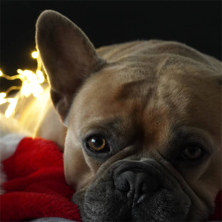 图片 猫咪接种疫苗后声带异常案例：症状识别与专业应对指南.jpg