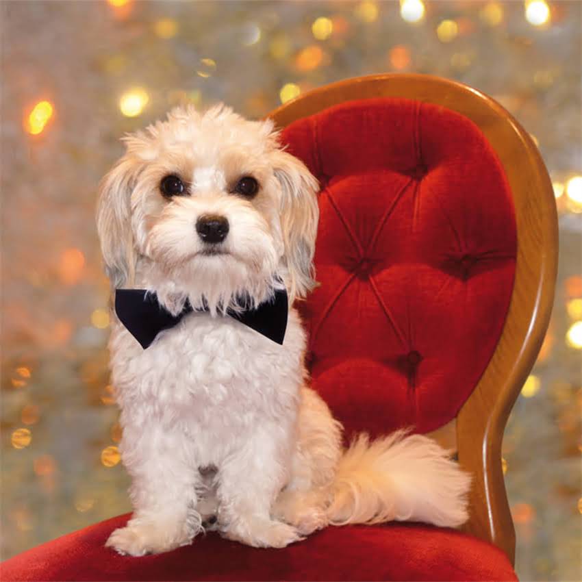 图片 猫咪接种疫苗后声带异常案例：症状识别与专业应对指南1.jpg