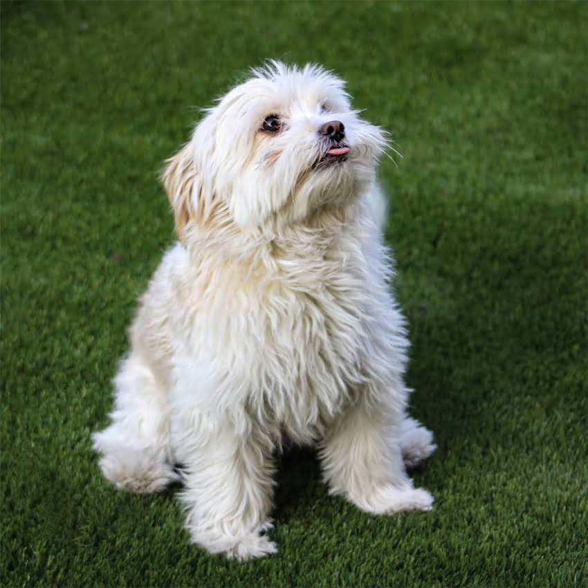 图片 猫咪接种疫苗后声带异常案例：症状识别与专业应对指南2.jpg